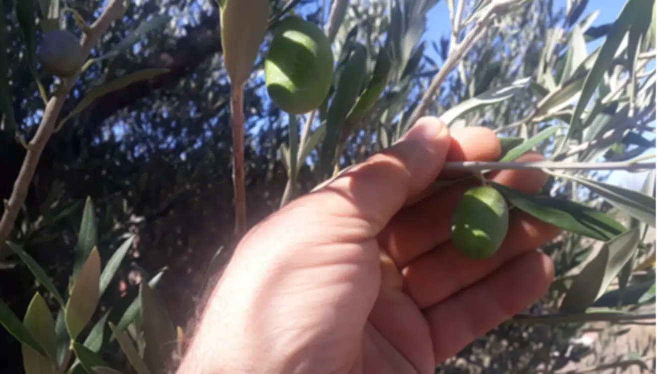 Alimentación y Covid-19: ¿Qué pasa con el aceite de oliva?