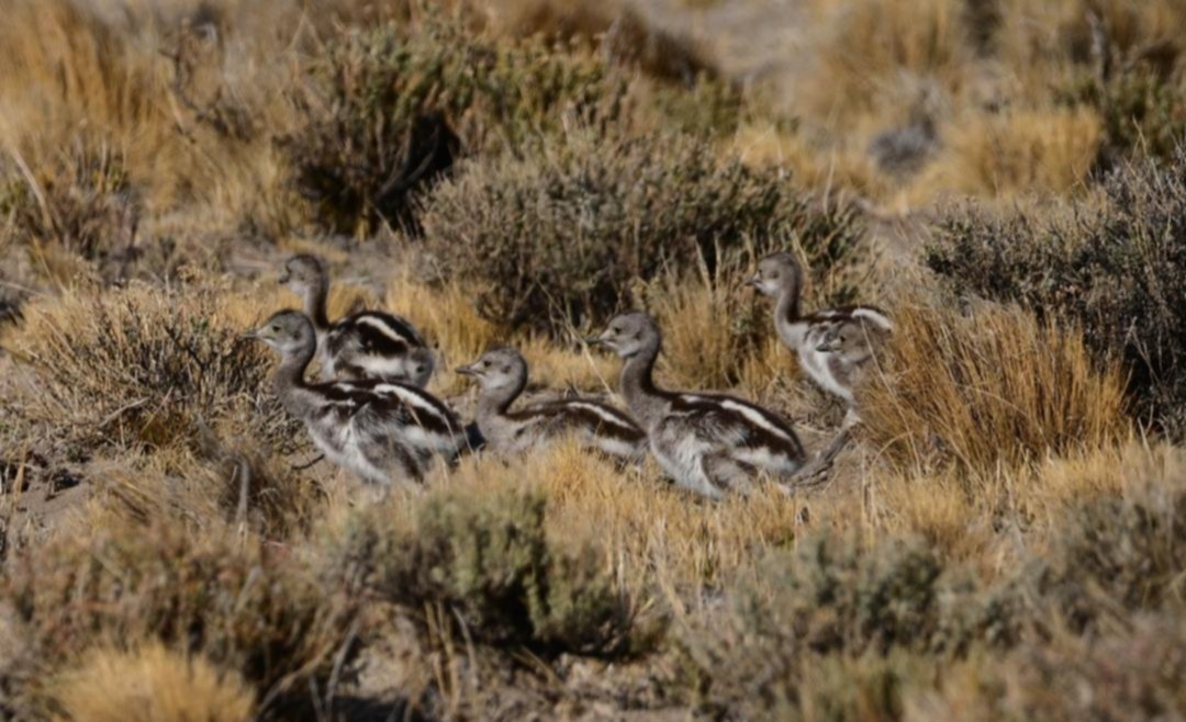 Eco-turismo en Chubut: descubre la biodiversidad patagónica - Fauna salvaje