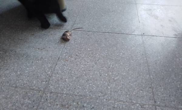 Denuncian la presencia de ratas en la Escuela N° 50 de Trelew - Últimas ...