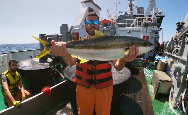 Captura de reproductores de pez limón a bordo del buque Mar Argentino del INIDEP, año 2022