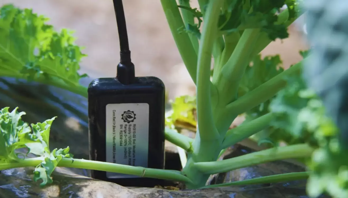 Presentan un equipo para automatizar el sistema de riego con IA para invernaderos Presentan un equipo para automatizar el sistema de riego con IA para invernaderos