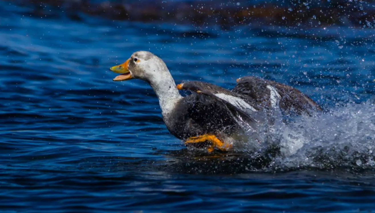 La increíble especie que “corre” sobre el agua y habita solo en las costas de Chubut La increíble especie que “corre” sobre el agua y habita solo en las costas de Chubut