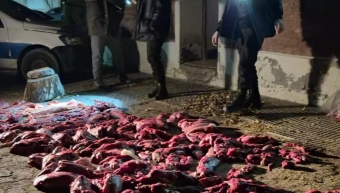 Gaiman: Interceptan una camioneta con 250 kg de carne de guanaco faenada Gaiman: Interceptan una camioneta con 250 kg de carne de guanaco faenada