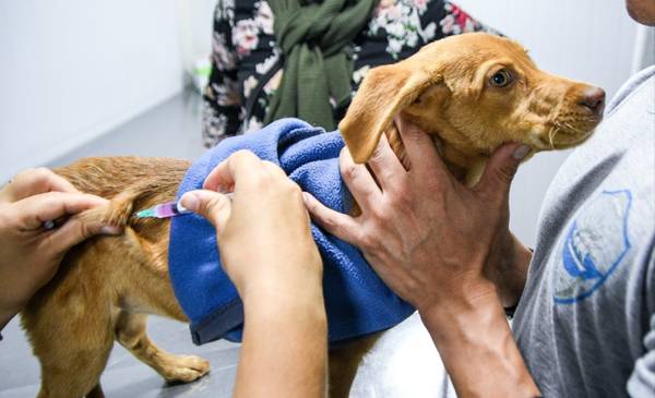 Continúa la campaña gratuita para perros y gatos