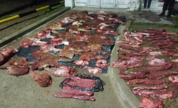 Casi cien kilos de carne de guanaco y un puma muerto decomisados en la ruta a Comodoro - Últimas Noticias: El Chubut