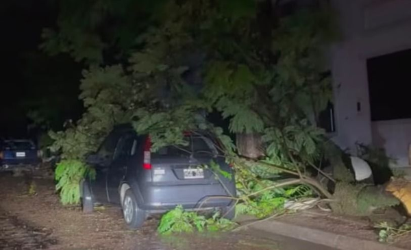 Tragedia en Entre Ríos: una mujer murió aplastada por un árbol de afuera de su casa - Últimas Noticias: El Chubut