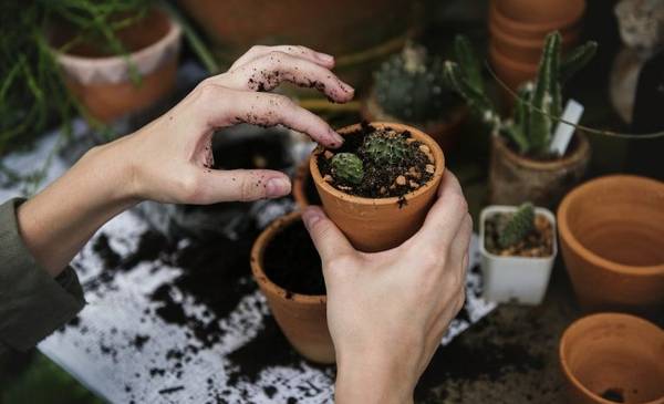 Rawson e INTA brindarán un taller de programación de especies vegetales en el vivero municipal - Últimas Noticias: El