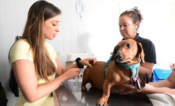 Continúa la campaña gratuita para perros y gatos - Últimas Noticias: El Chubut
