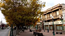 El Aromo Francés perfuma y embellece la peatonal Luis Gazín