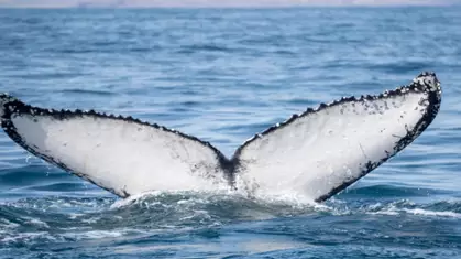 Científicos, turistas y pescadores: revelan datos extraordinarios sobre la ballena jorobada