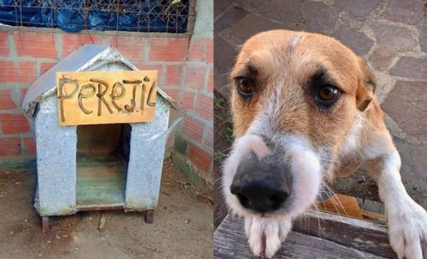Perejil ya fue entregado al Refugio Los Callejeros de Trelew