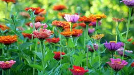 Colores y emociones: lo que dicen las flores que regalas este 21 de septiembre