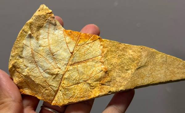 Plantas de ayer y hoy: Uuan jornada abierta para descubrir la historia verde de la Patagonia