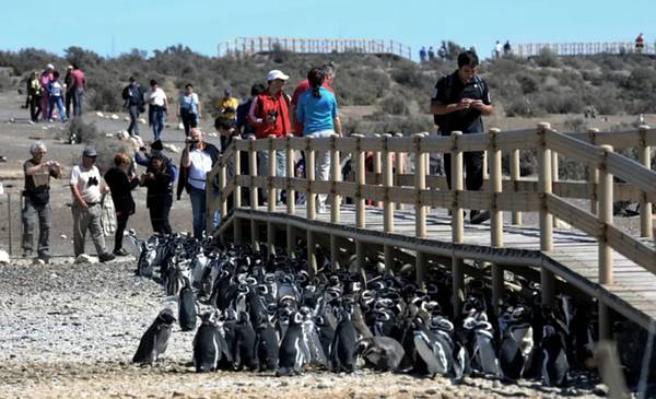 Por las lluvias, cerraron el acceso a Punta Tombo y restringieron el tránsito hacia Punta Loma