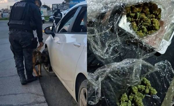 Comodoro: el perro McQueen detectó cannabis en un auto durante un operativo policial - Últimas Noticias: El Chubut