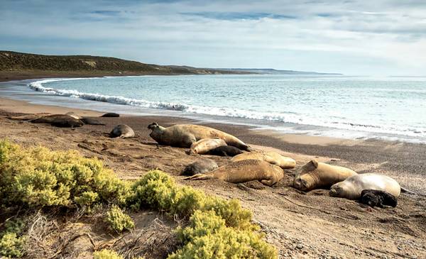 Científicos buscan medir el impacto que tuvo el brote de gripe aviar de 2023 en los elefantes marinos de la Península de Valdés - Últimas Noticias: El Chubut