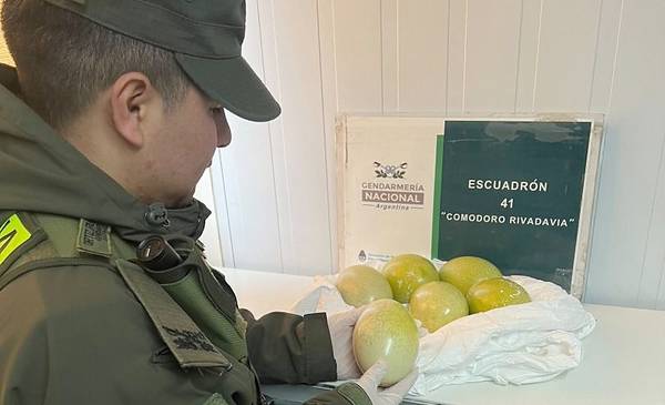 Gendarmería secuestró 6 huevos de choique ocultos en un auto - Últimas Noticias: El Chubut