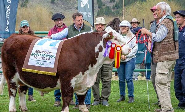 Gran Campeón de la Raza Hereford de Cabaña Río Frío se vendió en 19 millones de pesos - Últimas Noticias: El Chubut