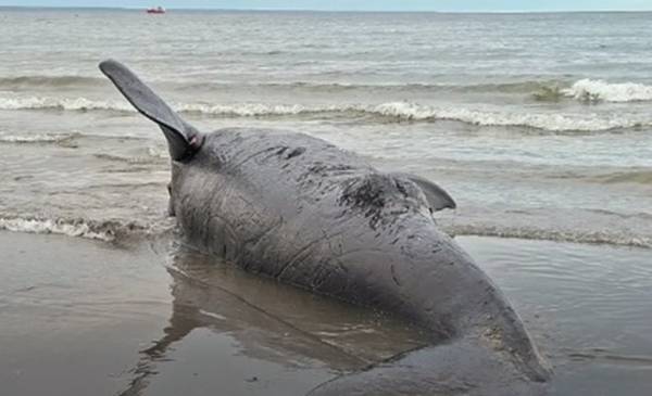 Otra ballena muerta apareció en la costa céntrica - Últimas Noticias: El Chubut