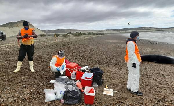 Varamiento de ballenas: especialistas intensifican el monitoreo sanitario y estudian las causas - Últimas Noticias: El Chubut