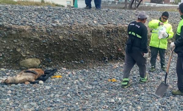 Retiraron un lobo marino sin vida de la costa de Playa Unión - Últimas Noticias: El Chubut