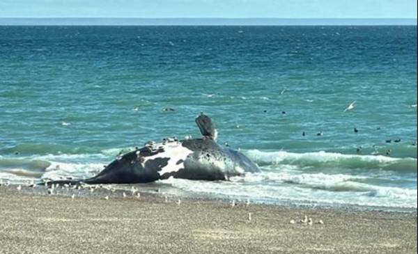 Se siguen registrando ballenas muertas en la costa - Últimas Noticias: El Chubut